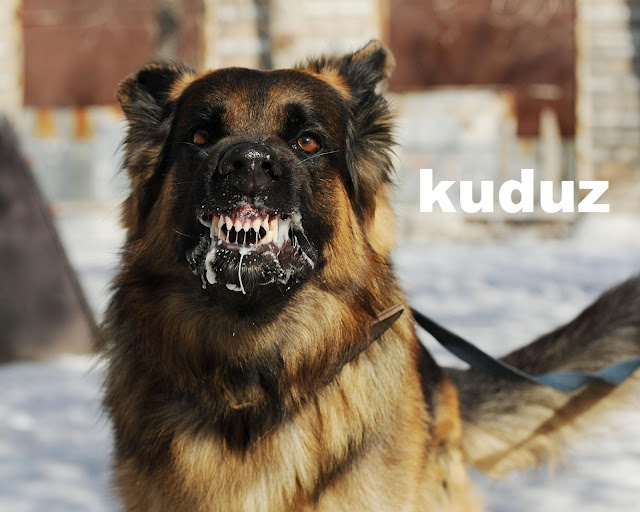 kuduz