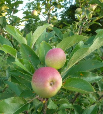 apples on apple tree