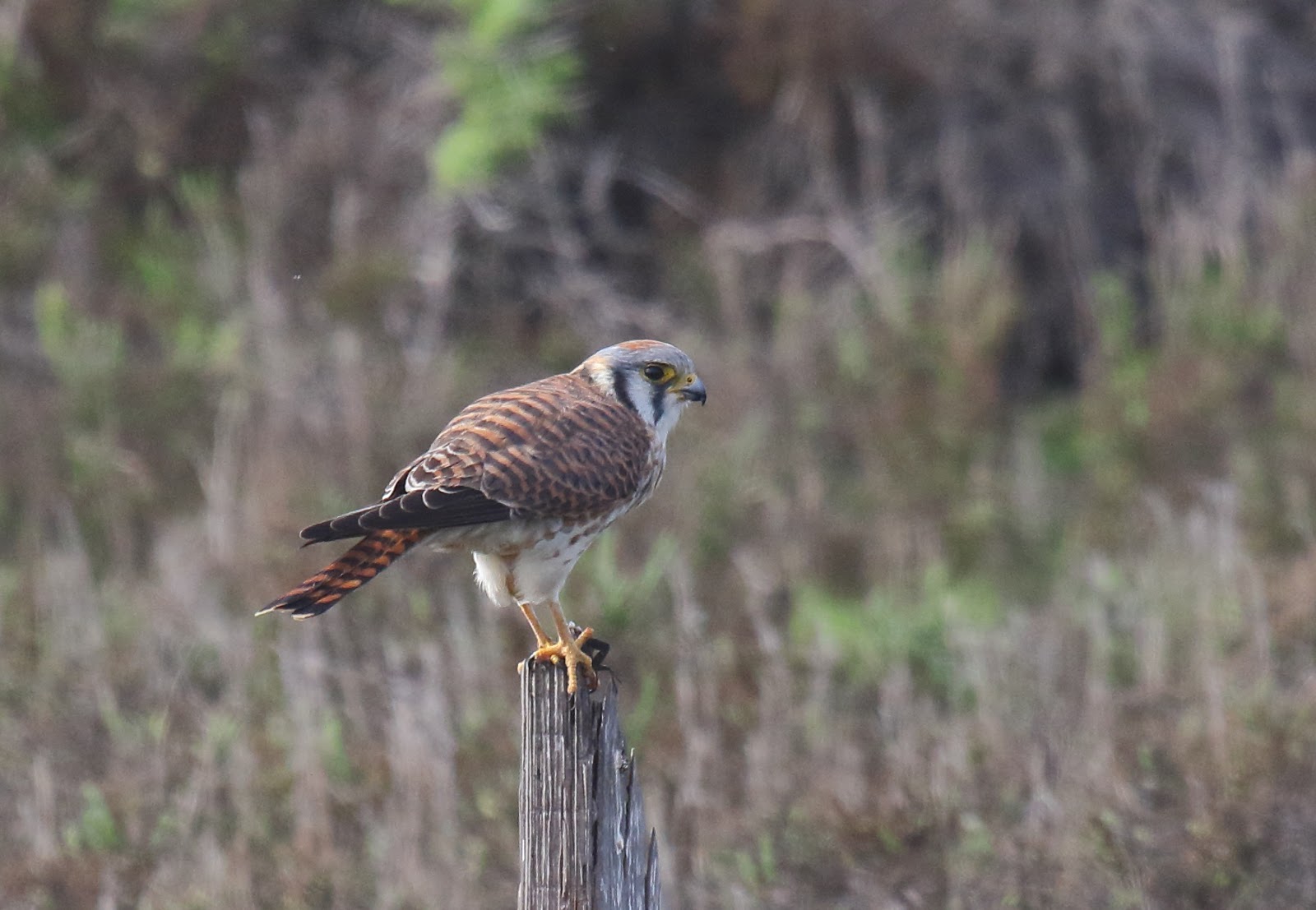 Two different American Kestrel photos Greg in San Diego