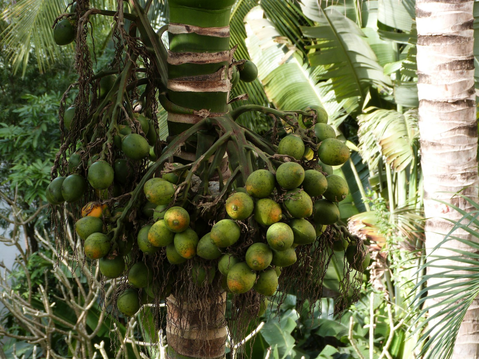Cop Out's Big Adventures The addictive betel nut and palm