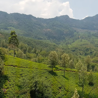Panoramic view of Tea Plantation Hills in Munnar (மூணார்), Kerala