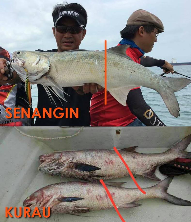 What Is The Difference Between The Kurau Indian Threadfin And Senangin Blue Threadfin Salmon What Is The Difference Between The Kurau Indian Threadfin And Senangin Blue Threadfin Salmon