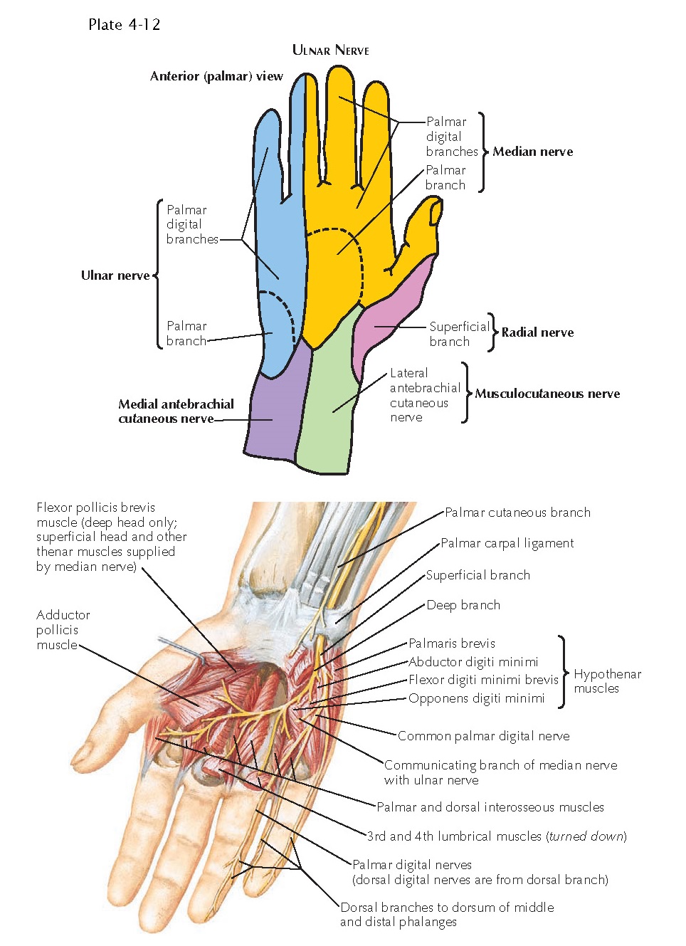 Cutaneous Innervation Of Hand Upper Limb Anatomy Median Nerve Hands