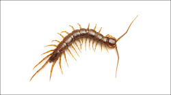 pests household worldwide common rank species