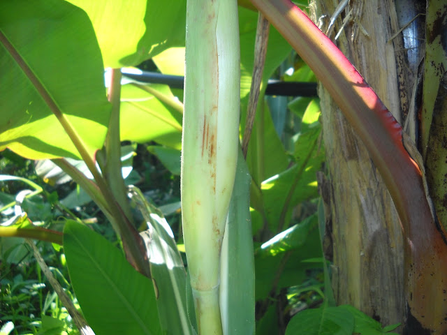 Sayuran Khas Indonesia: Enaknya Tebu Telur