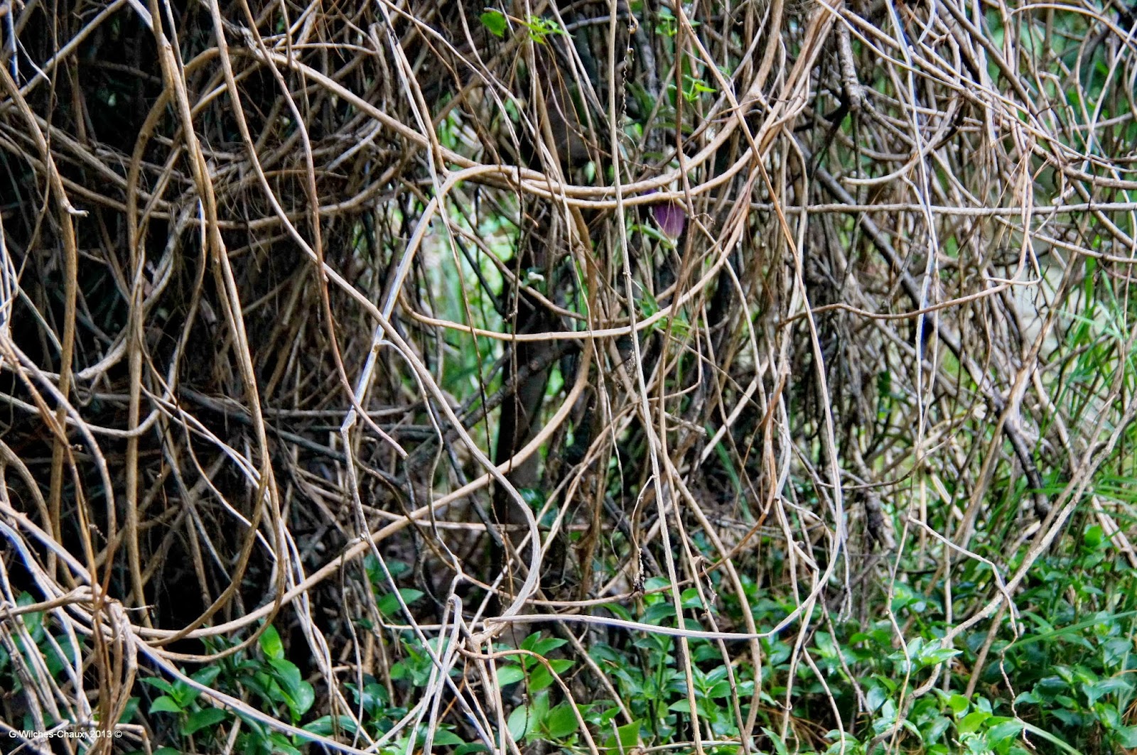 LA ESPECIE URBANA OTRO BOSQUE ENCANTADO EN BOGOTÁ