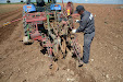 We will get Tempranillo wine in a few years. New planting vineyards / Tendremos vino tempranillo en unos años. Nueva plantación de viñedo