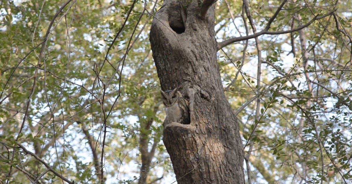 Wildlife & Wildlife Photography - Indian Scops Owl, Ranthambore Tiger Reserve - December 2016