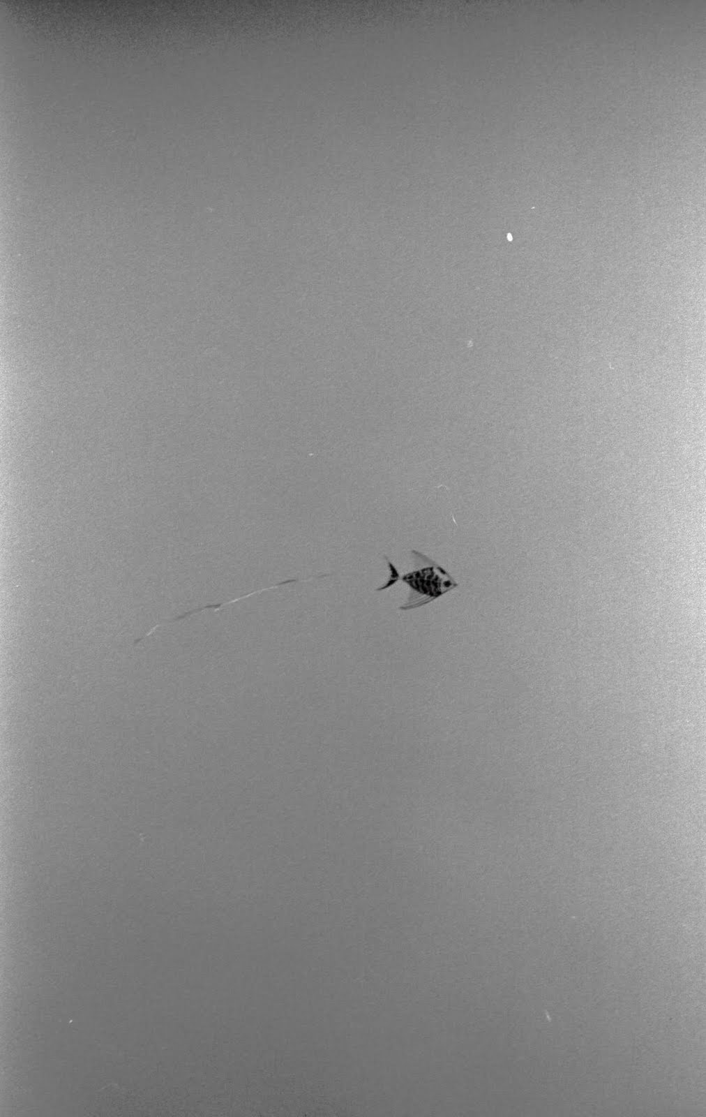 Bowie Living Flying Kites at Allen Pond, April, 1973