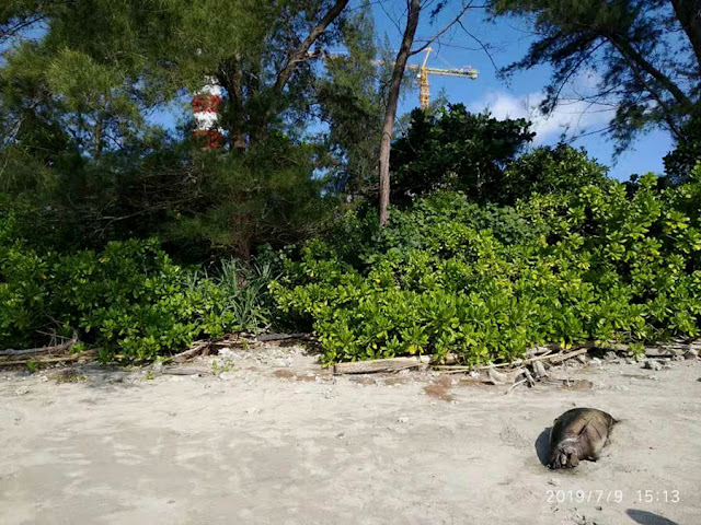 bangkai lumba-lumba di pantai bengkulu ditemukan
