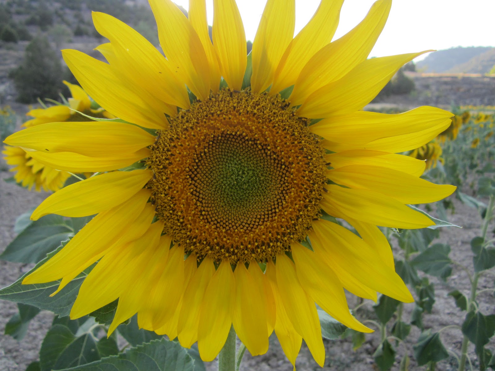 Mis experiencias mis imágenes: Girasol.