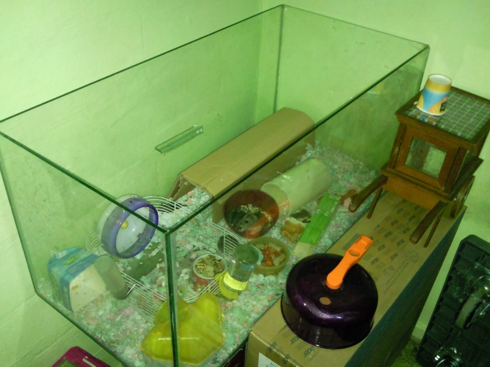 Hamsters from Jurong Updates on Jurong Hamsters in 2.5ft Fish Tank