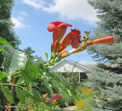 trumpet creeper, Campsis radicans