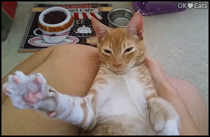 Funny Cat GIF • Lazy Cat chilling on his back on Mom's thighs kneading the air. 'Talk to the paws.'