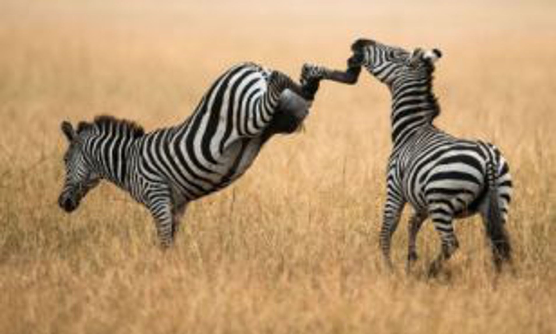 Zoo Jobs Zoo Jobs Do I continue?