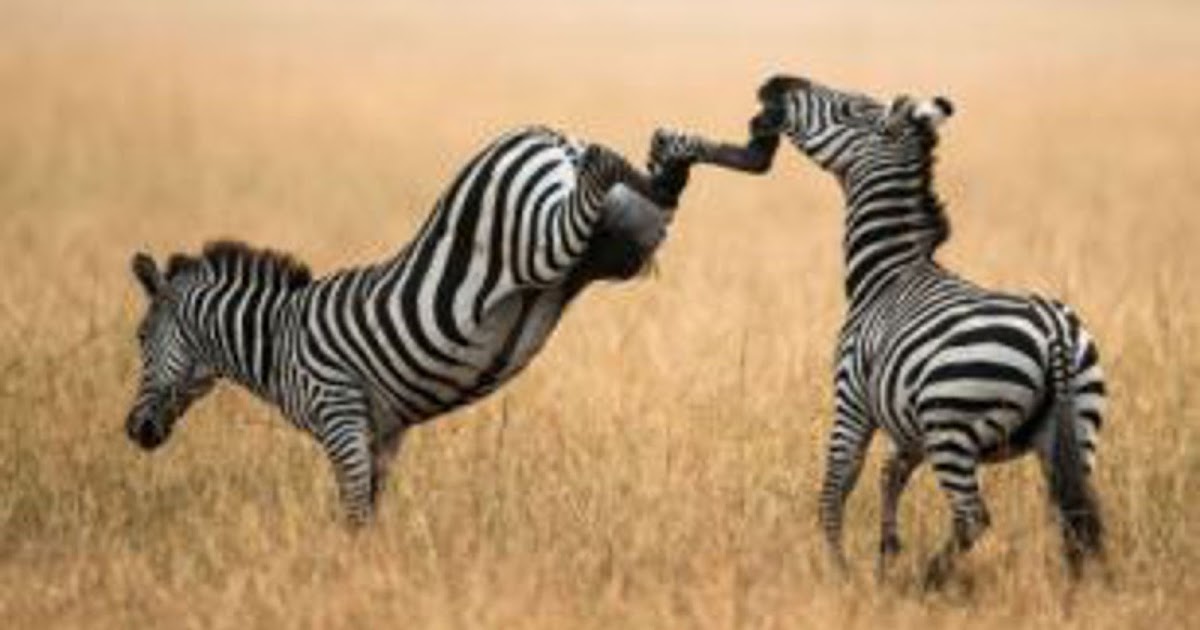 Zoo Jobs Zoo Jobs Do I continue?