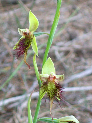 Red Beard Orchid (Calochilus paludosus) Protected