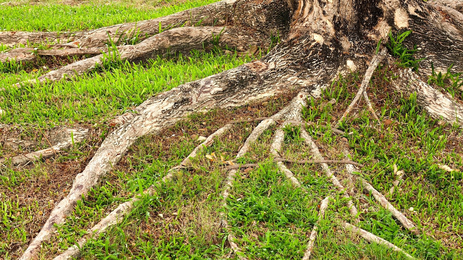 Can Tree Roots Cause Foundation Problems Tree Choices