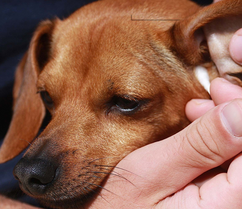  Ear Infection in Your Dog’s
