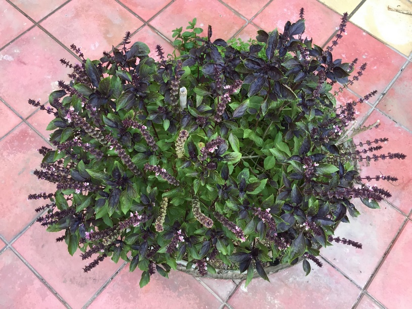 How to collect Basil seeds