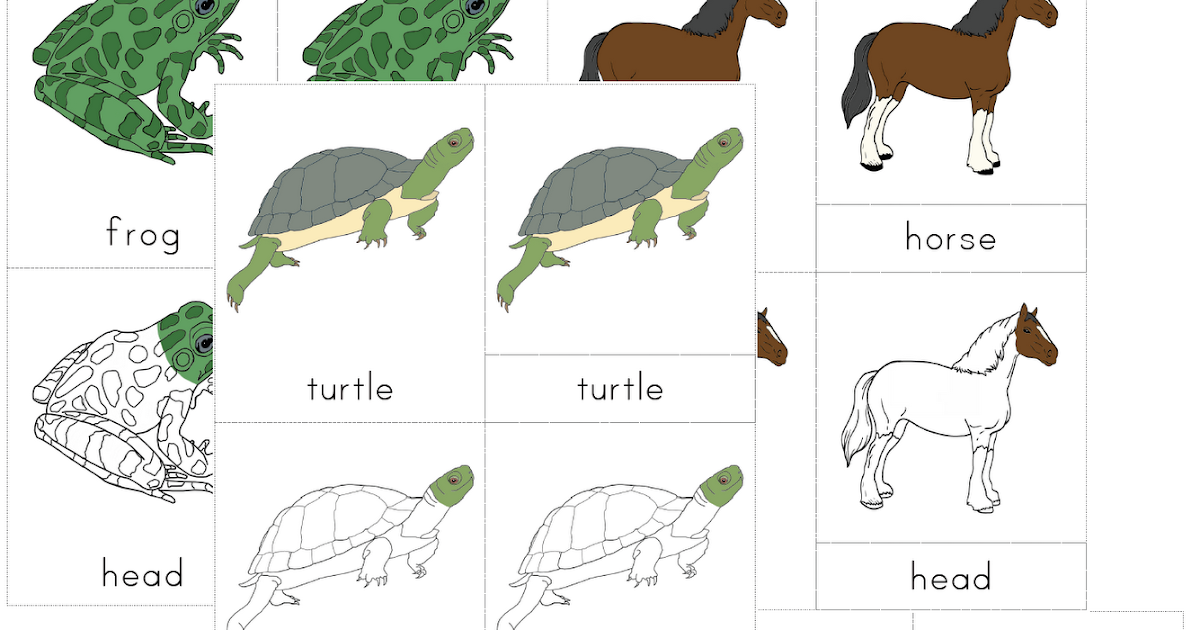 the-helpful-garden-montessori-zoology-classes-of-vertebrates