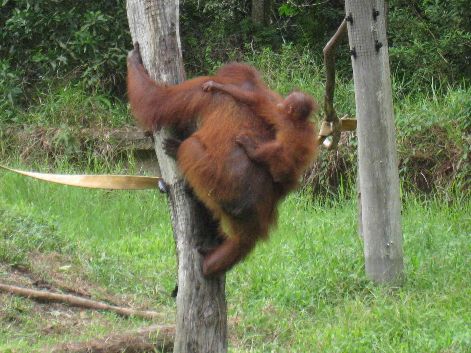Grass for my Feet  Orangutans