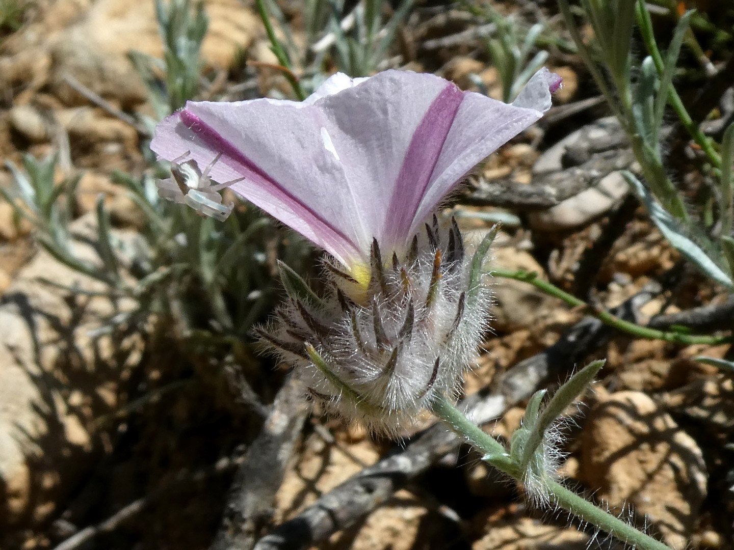 rocayflor: Paisajes vegetales del Somontano de Barbastro. Del Salto de