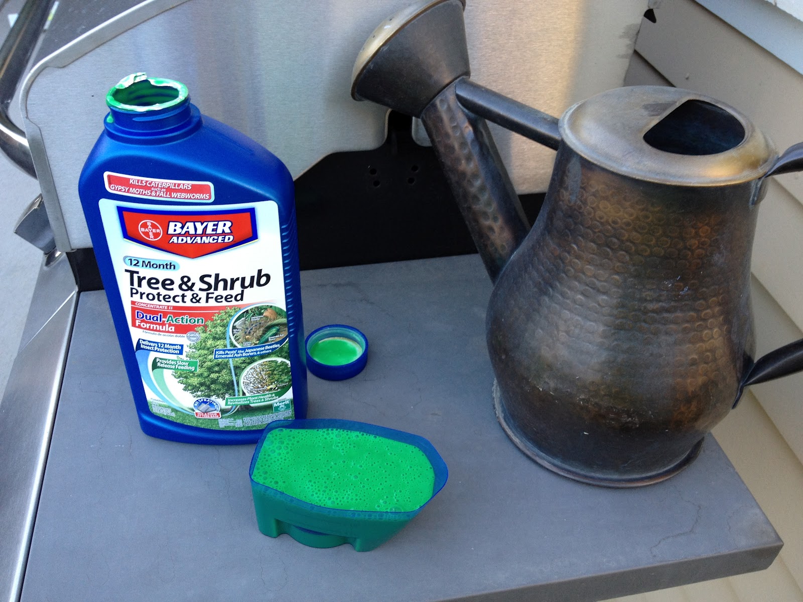 SoJo Garden The "Locust Borer" aka What's Killing My Tree!