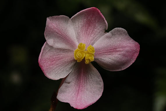 Begonia hemsleyana