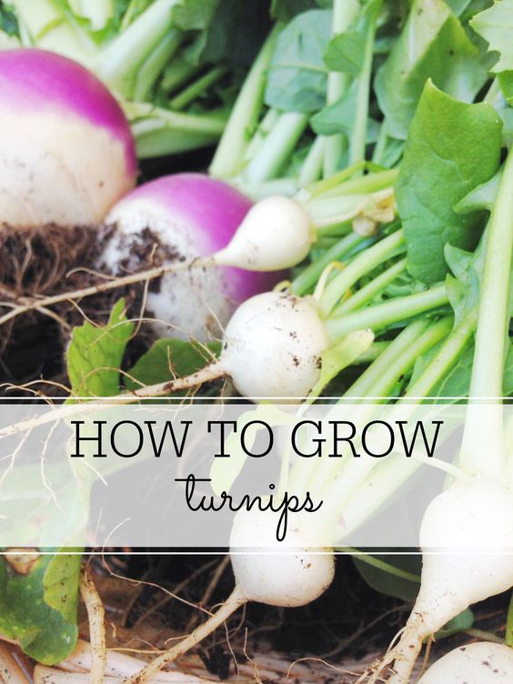 How to Grow Turnips Planting, Growing and Harvesting Turnips