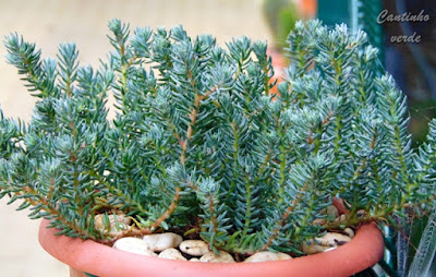 Suculenta Sedum reflexum 'Blue Spruce'