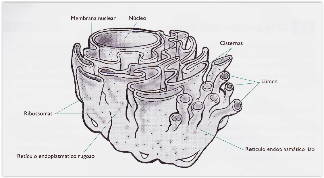 retículo endoplasmático