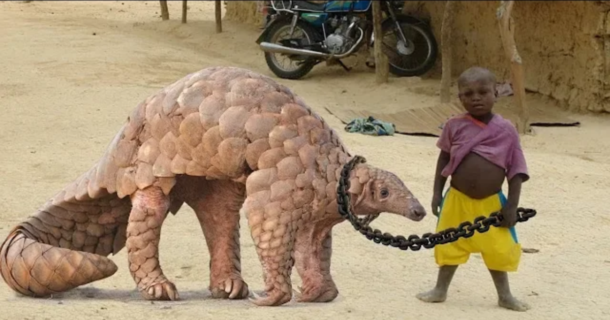 5 حيوانات خطيرة يربيها البشر كحيوانات أليفة لا يصدق