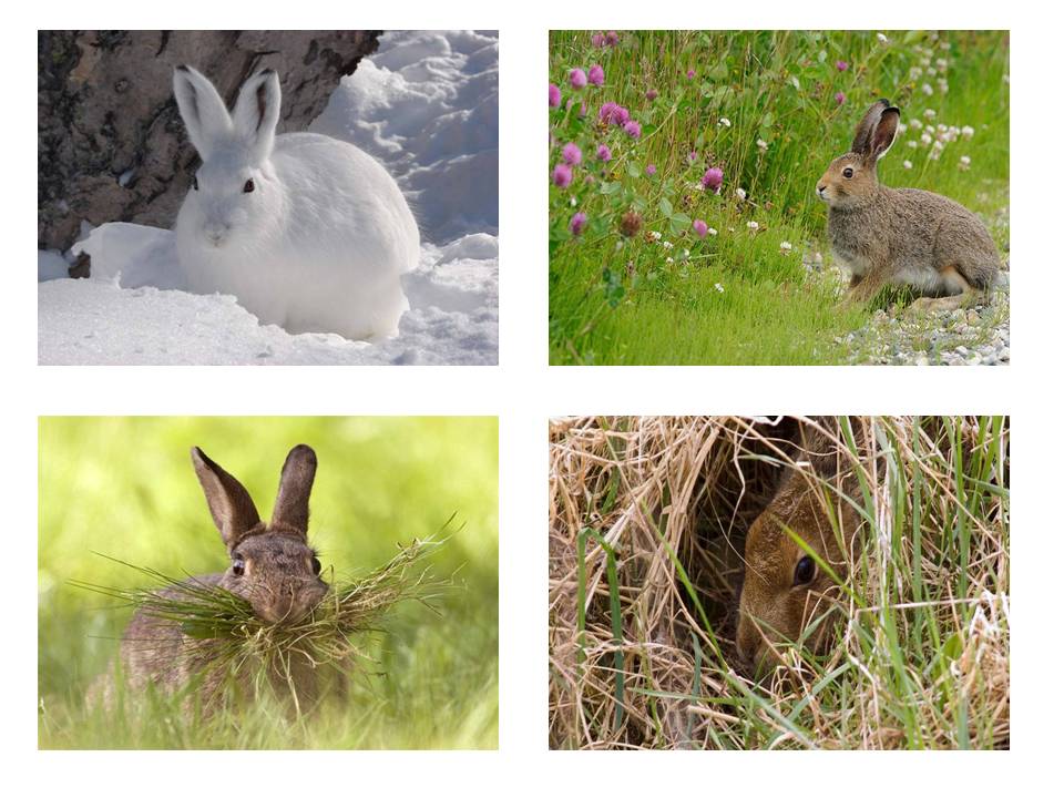Сибирское прозвище зайца 5 букв. Заяц со всех ракурсов. Заяц со всех сторон. Заяц в разные времена года. 5 Зайцы.