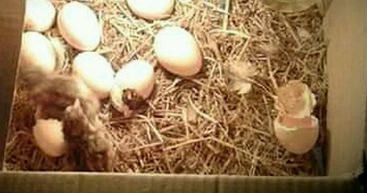 Cara membuat alat telur sederhana dari kardus