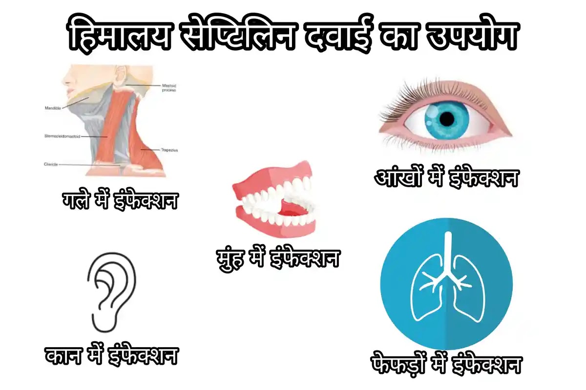 Himalaya Septilin Tablet in Hindi: लाभ, उपयोग, खुराक इत्यादि हिमालय सेप्टिलिन दवाई का उपयोग
