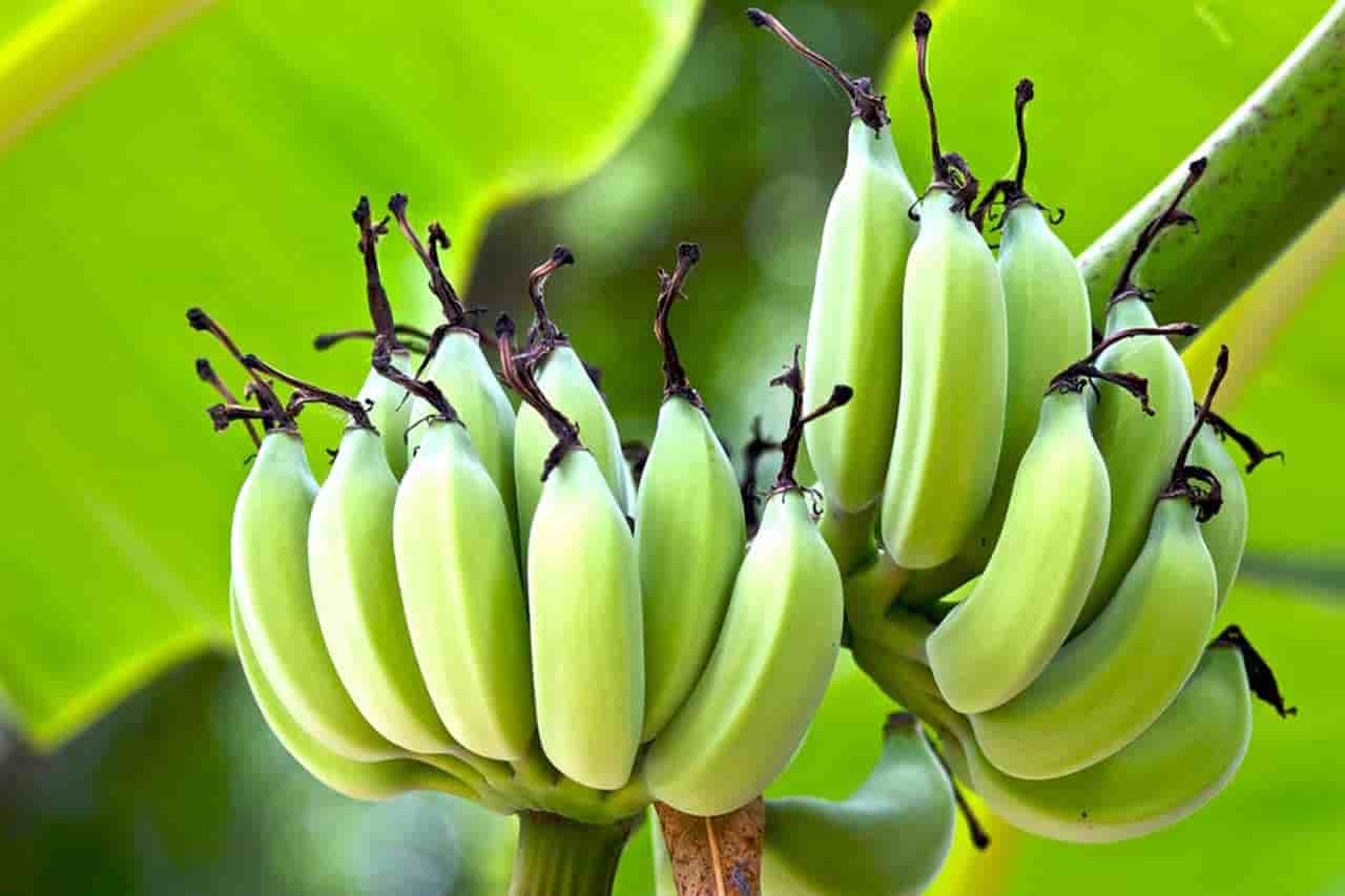 [2022] Can Dogs Eat Plantains or Banana | Are Plantains Good for Dogs