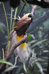 bird paradise lesser minor birds bronx paradisaea zoo flying animal medium america brown emerald yellow throat sized paradisaeidae europe male