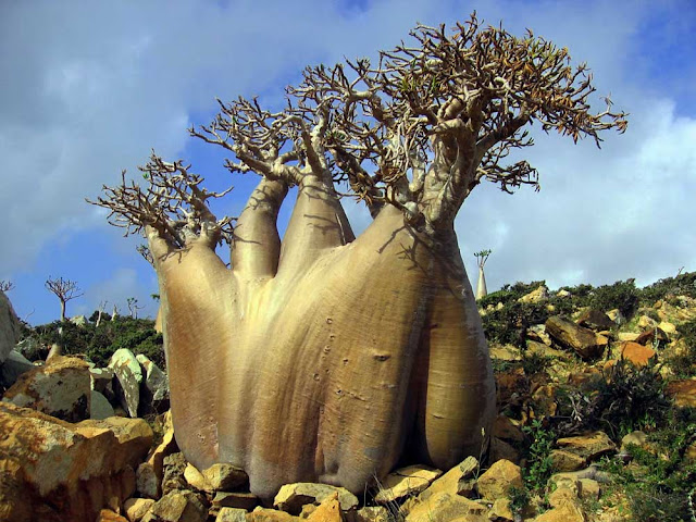 Ilha de Socotra – Iêmen
