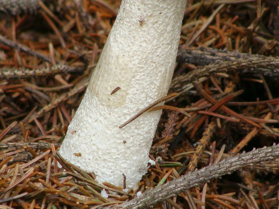 Phallus impudicus DSC39730