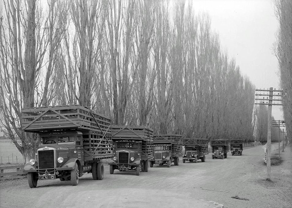 transpress nz Leyland livestock trucks in Hawkes Bay NZ, circa 1936