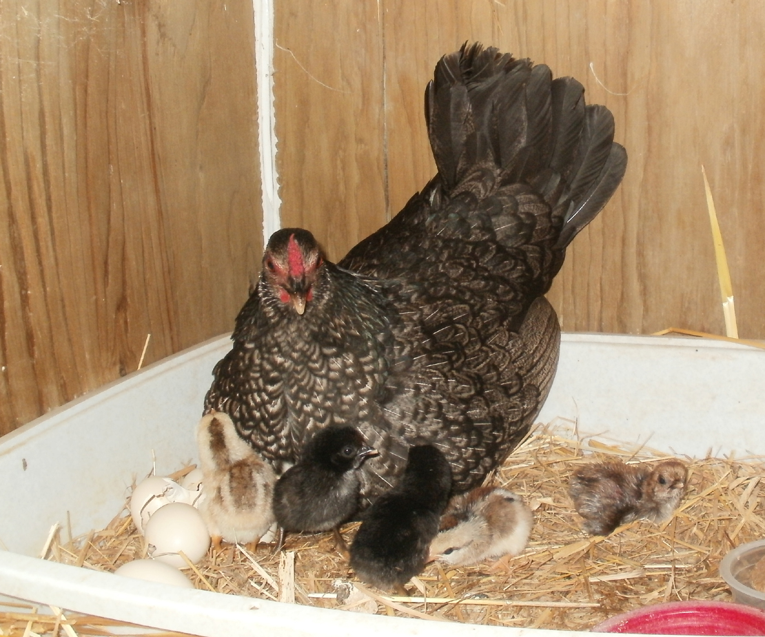 Baa Ram Ewe Sheep Nine Bantam Dorking Chicks Hatched