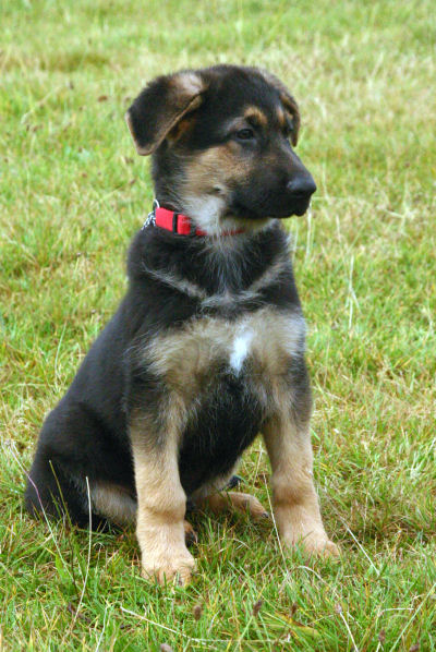 German Shepherd Dog Breeds Pictures | Dog Breed Pictures Small Large