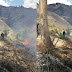 Áncash: incendio forestal arrasa con 15 hectáreas de pastos y bosques de eucalipto