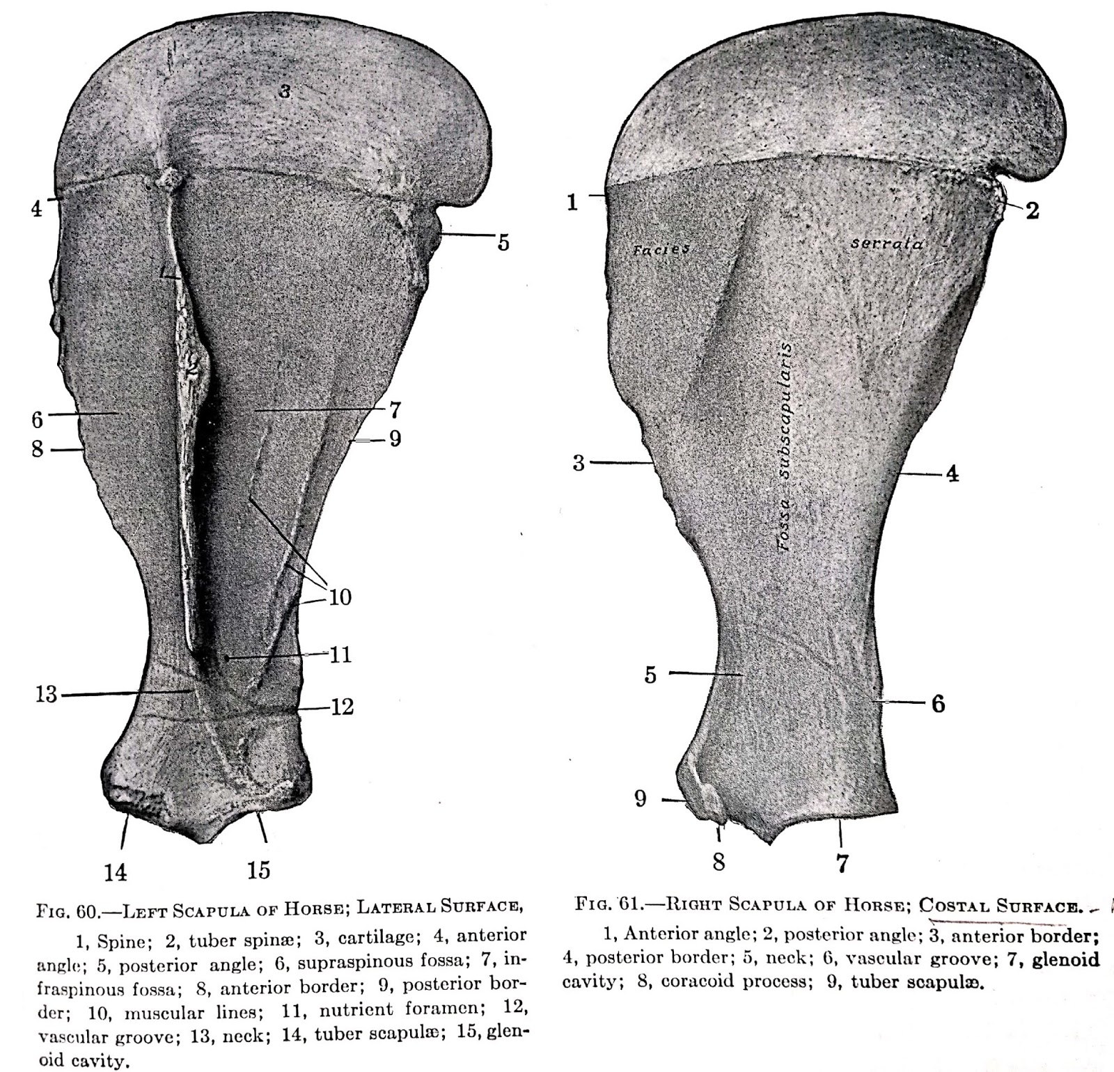 horse muscle anatomy labeled