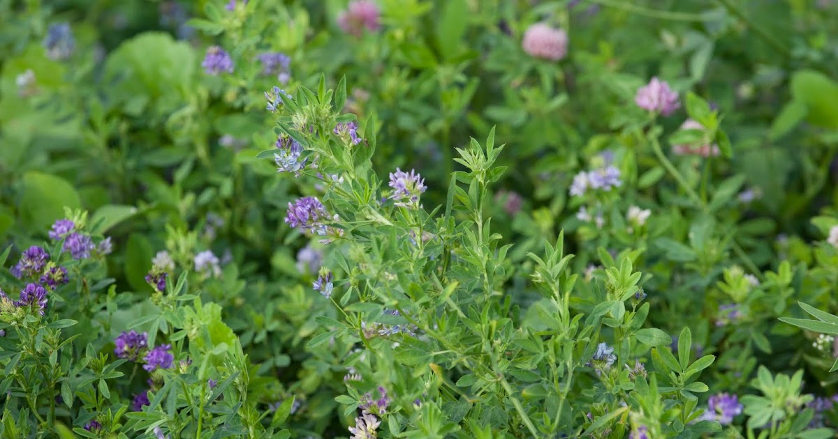 Alfalfa and potassium fertilization What you need to know