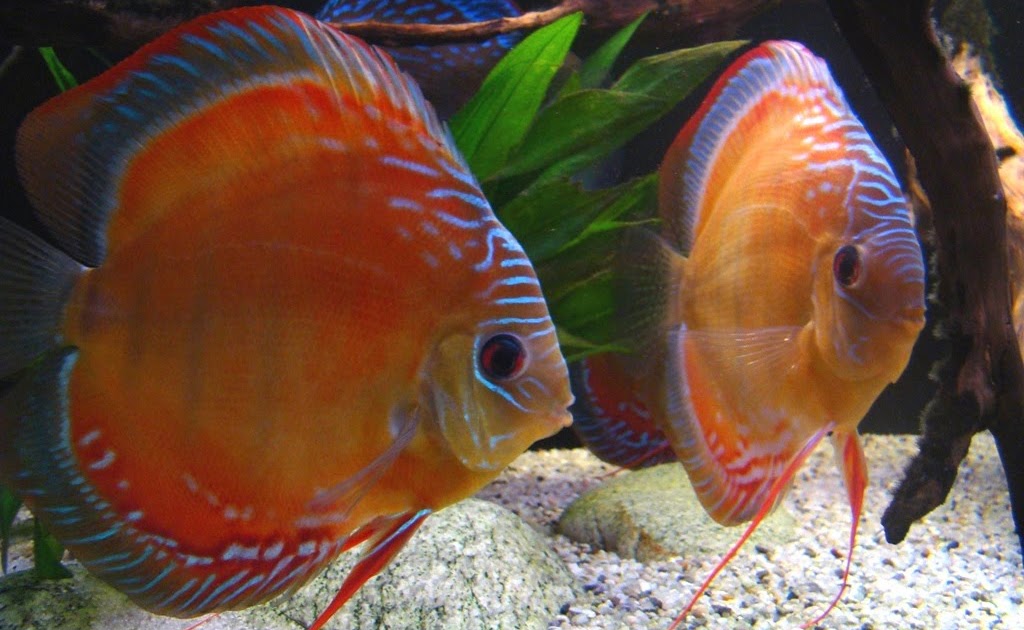 wildediscus-bg: Curipera Paar