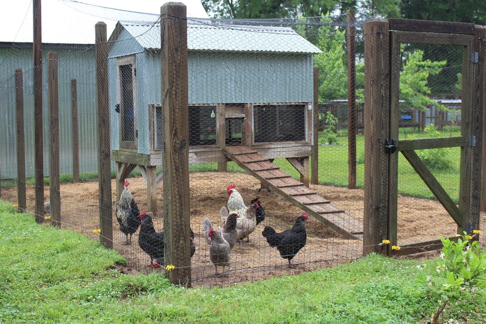 chicken scratch poultry Our Trip To Greenfire Farms