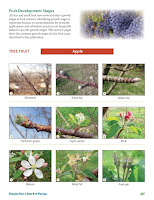 Tree Phenology Tree Phenology