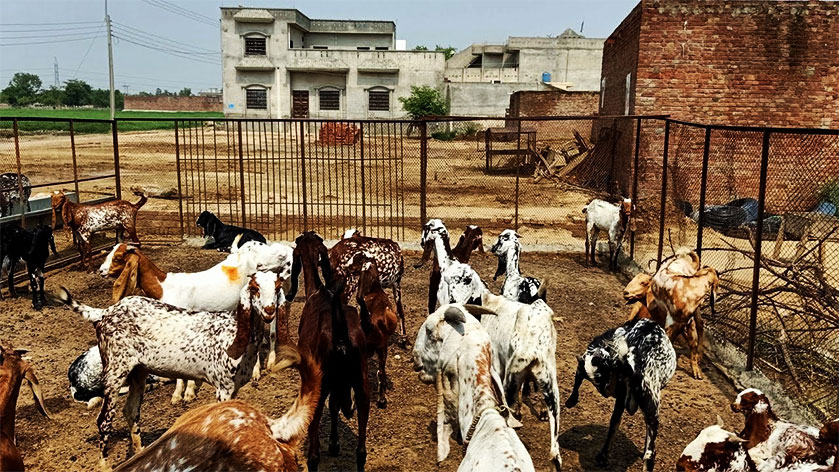 goat farming, profitable business, goats